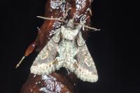 Allophyes oxyacanthae