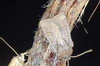 Conistra ligula