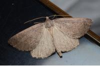 Pachycnemia tibiaria