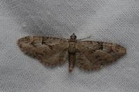 Eupithecia pusillata