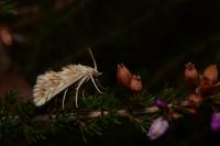 Cynaeda dentalis
