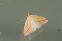Rhodometra sacraria
