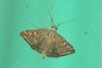 Loxostege sticticalis