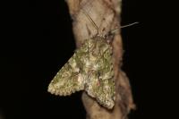 Dryobotodes eremita