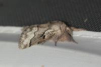 Trichiura crataegi