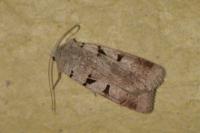 Eugnorisma glareosa