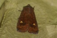 Eupsilia transversa