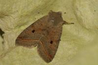 Leptologia lota