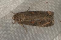 Spodoptera exigua