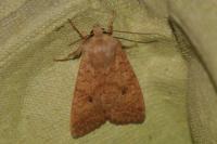 Sunira circellaris