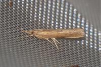 Pediasia contaminella