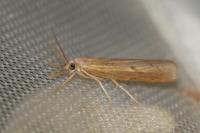 Pediasia contaminella