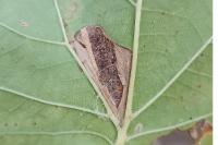 Phyllonorycter platani
