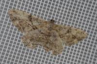 Peribatodes rhomboidaria