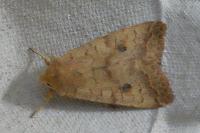 Sunira circellaris
