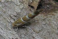 Cameraria ohridella