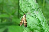 Nemophora degeerella