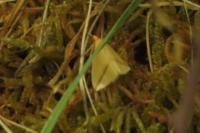 Rhodometra sacraria