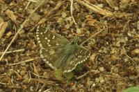 Pyrgus armoricanus