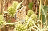 Polyommatus icarus