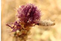 Ptilocephala albida