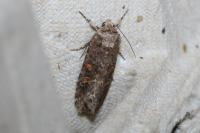Spodoptera exigua