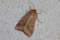 Helicoverpa armigera