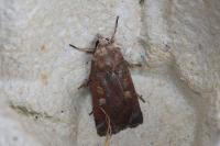 Xestia xanthographa