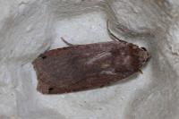 Noctua pronuba