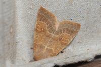 Cirrhia ocellaris