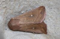 Mythimna ferrago