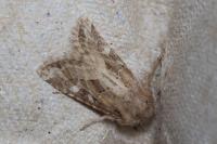 Luperina dumerilii
