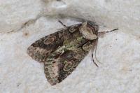 Allophyes oxyacanthae