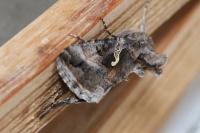 Autographa gamma