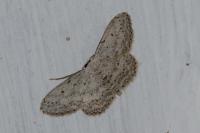 Idaea seriata
