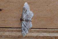 Idaea rusticata