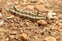 Acronicta psi