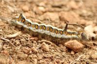 Acronicta psi