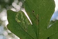 Stigmella aceris