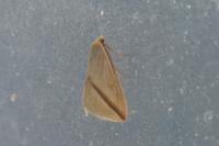 Rhodometra sacraria