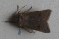 Anchoscelis lunosa