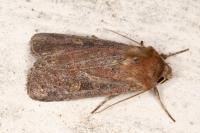 Xestia xanthographa