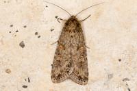 Spodoptera exigua