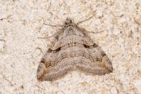 Aplocera efformata / plagiata
