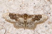 Idaea rusticata