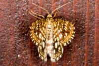 Chiasmia clathrata