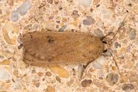 Noctua pronuba
