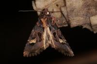 Trigonophora flammea