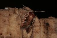 Xestia agathina