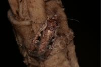 Xestia agathina